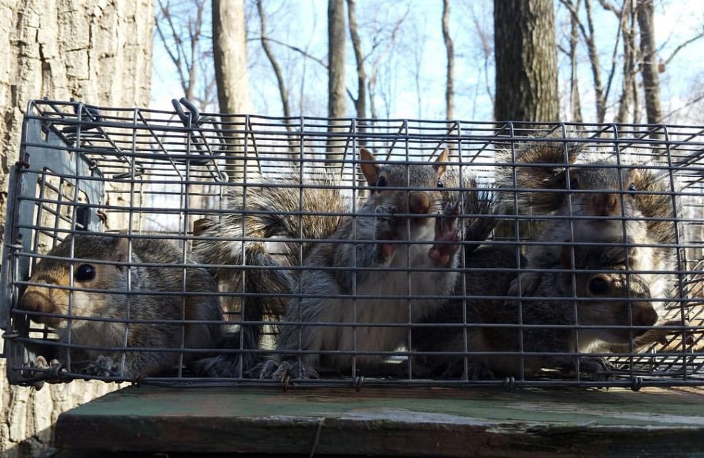 FAQ's New Jersey Wildlife Removal