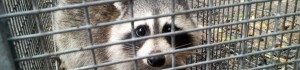cropped-racoon1-300x70